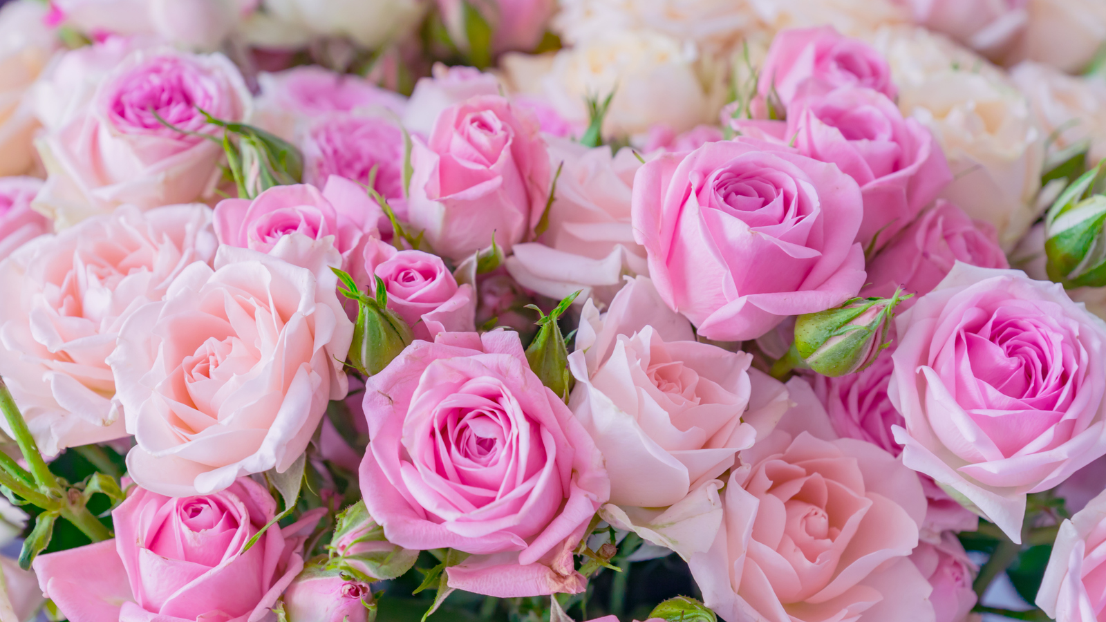 2022 02 19 Roses1